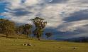 evening paddocks